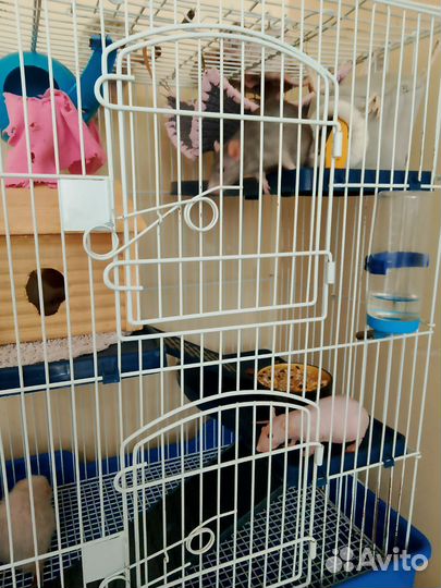 Клетка огромная для грызунов вместе с крысами