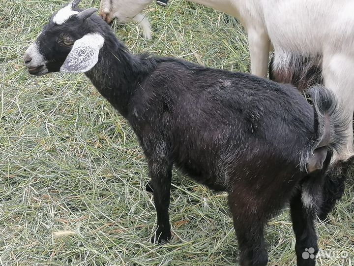 Англо нубийские козы