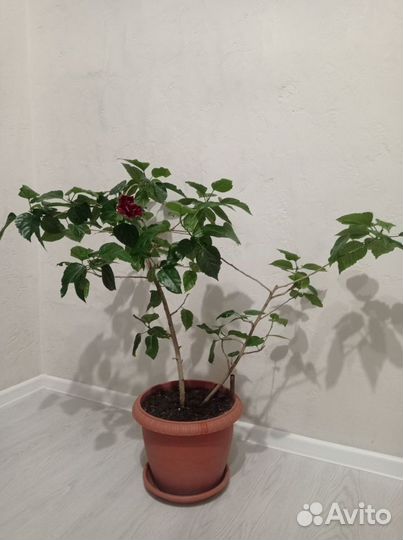 Гибискус комнатный махровый (китайская роза)