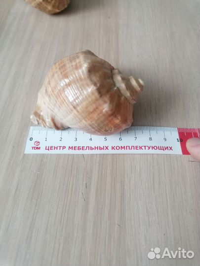 Морские ракушки