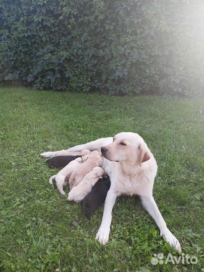 Щенки лабрадора