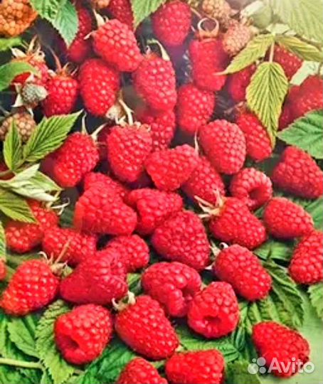 Саженцы летней и ремонтантной малины