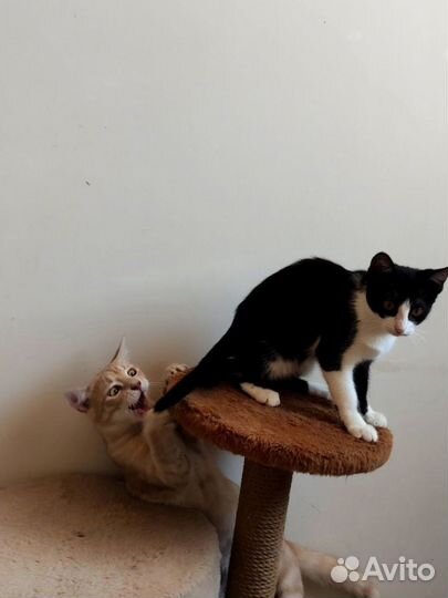 Котенок из приюта очень общительная. Доставка