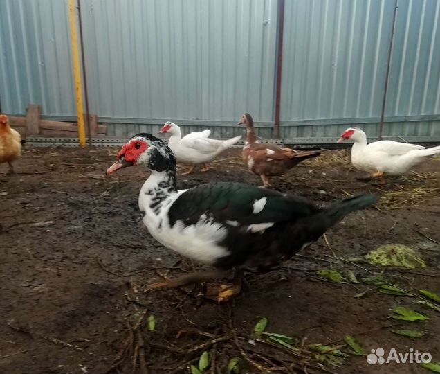 Селезни индоутки