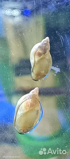 Улитка покемон