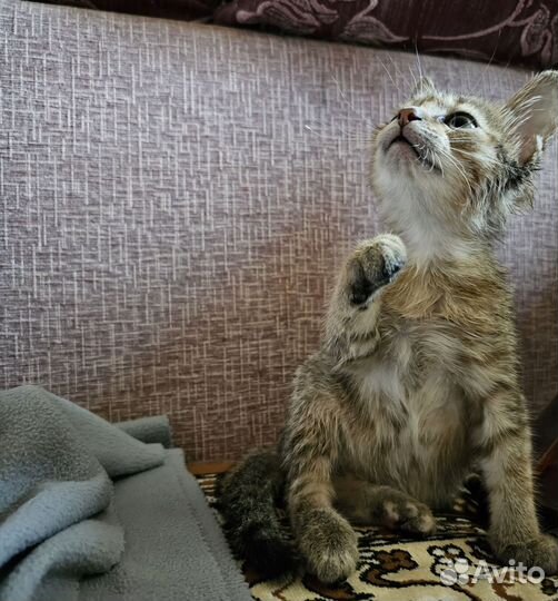 Кошечка в добрые руки
