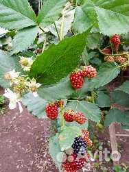 Ежевика, Кизил