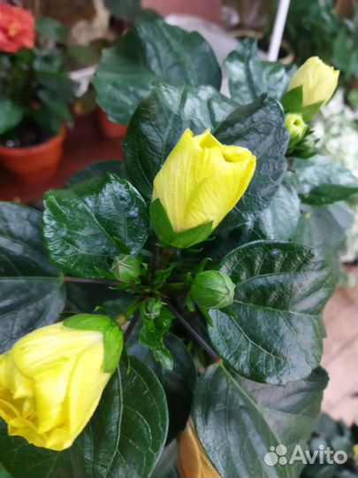 Сортовые гибискусы