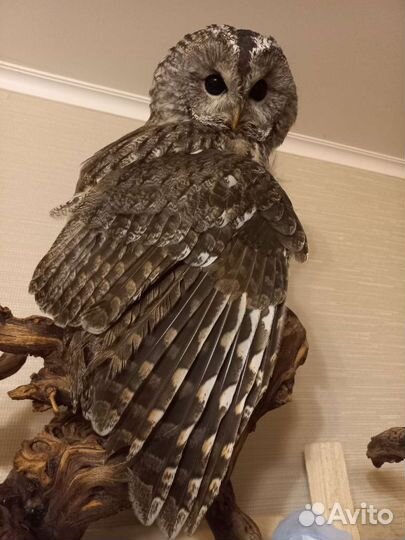 Аренда животных, змея, сова