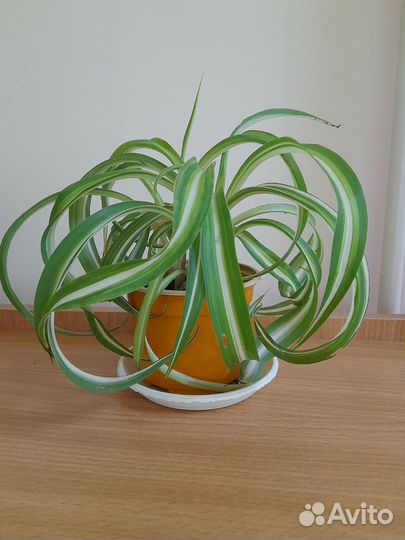 Цветы разные бесплатная доставка