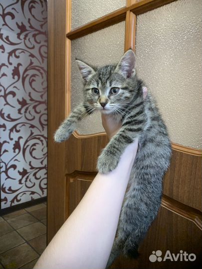 Котик в добрые руки