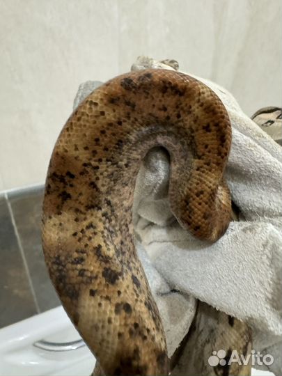 Змея императорский удав