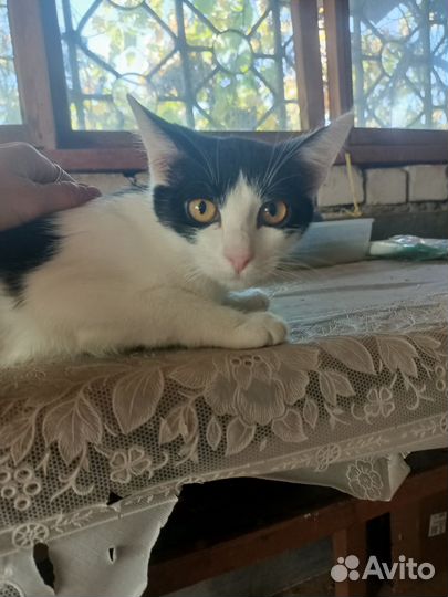 Котенок привитая девочка очень нужен дом