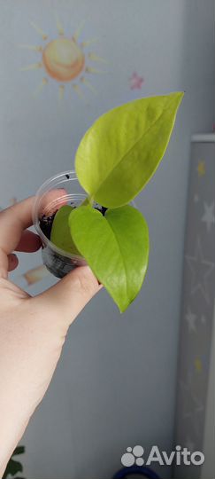 Ктенанта,Сциндапсус, эпипремнум, монстера,фил