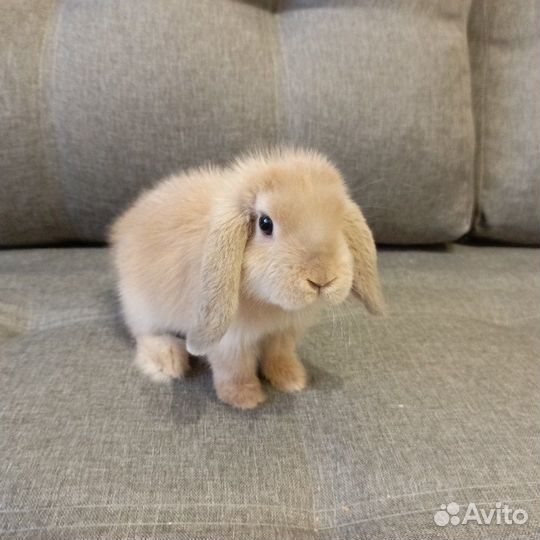 Карликовый кролик рексобарашек