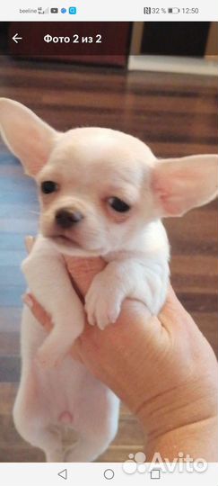 Щенки чихуахуа