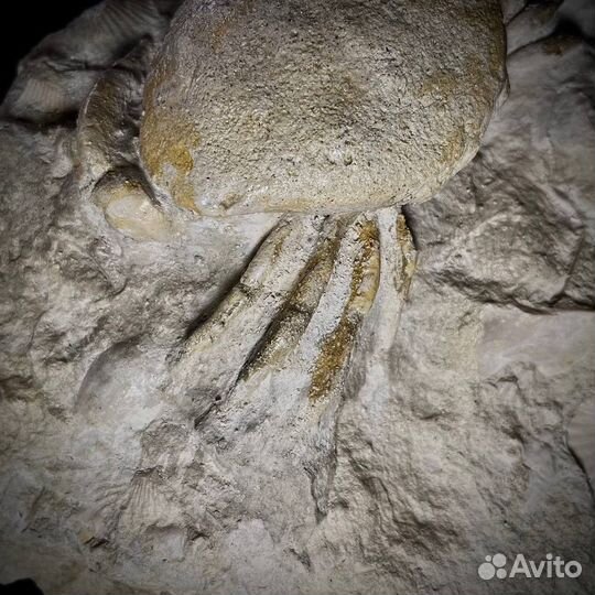 Краб окаменелость ископаемое палеонтология