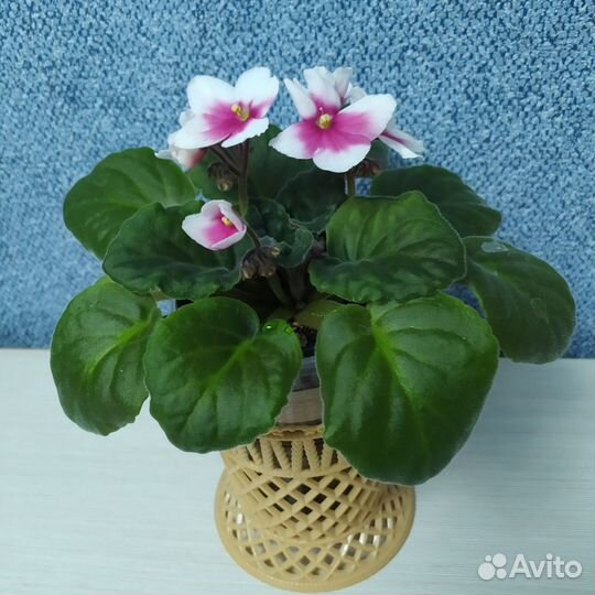 Сортовые фиалки