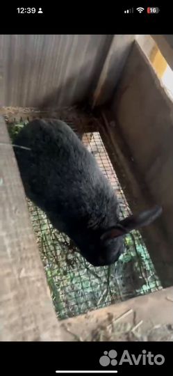 Кролики калифорнийской породы