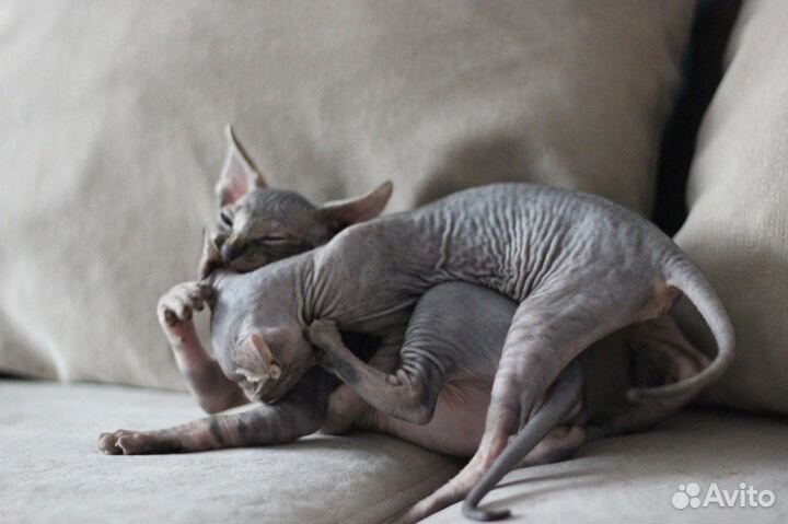 Котята сфинкс
