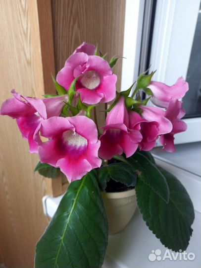 Комнатные цветы