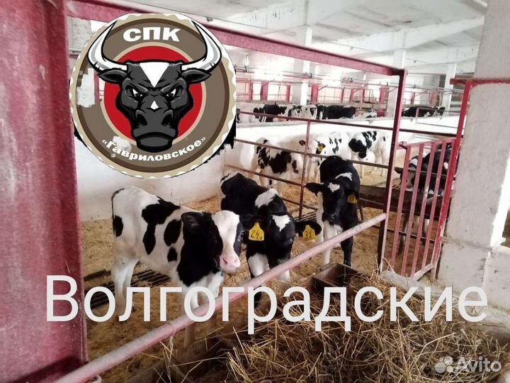 Бычки на откорм