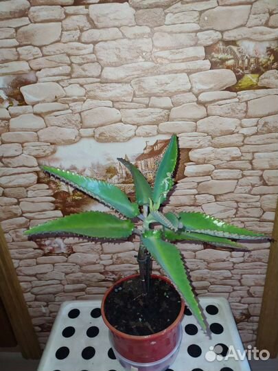 Каланхоэ,традесканция,дримиопсис,кактус,рео