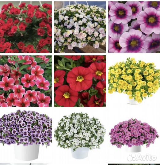 Срезы калибрахоа