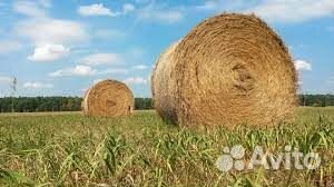 Сено с доставкой