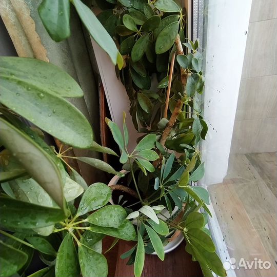 Комнатные цветы шефлера