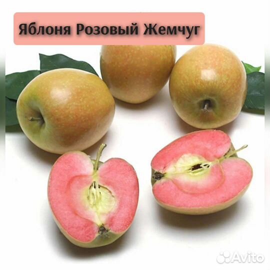 Яблоня редкие сорта