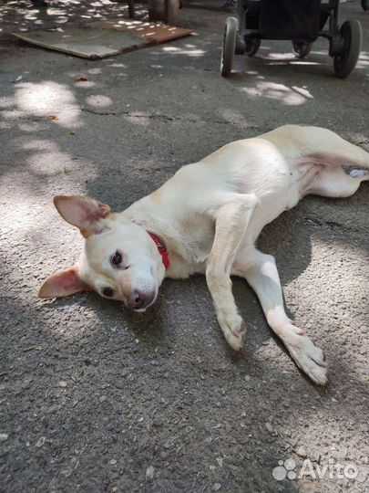 Собака ищет дом