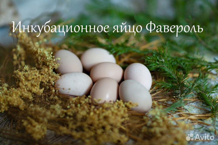 Инкубационное яйцо брама,фавероль, маран, ухейилюй