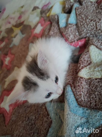 Котенок девочка в добрые руки