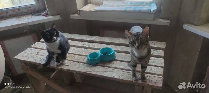 Два питерских пацана (котики)