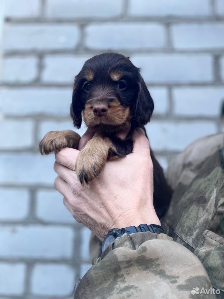 Английский кокер спаниель шоколадный