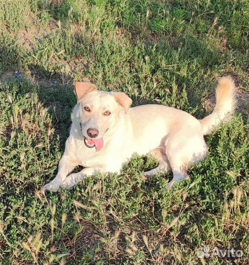 Маленький Бельчик ищет дом