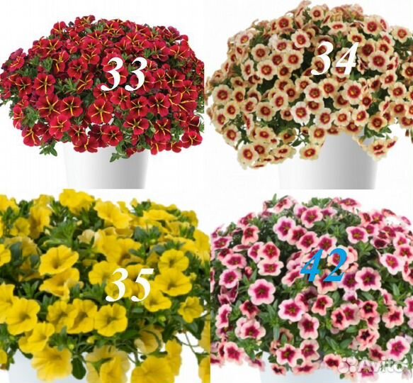 Цветы уличные как и комнатные