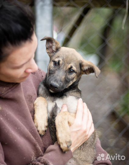 Собаки бесплатно в добрые руки
