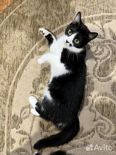 Кошка бесплатно