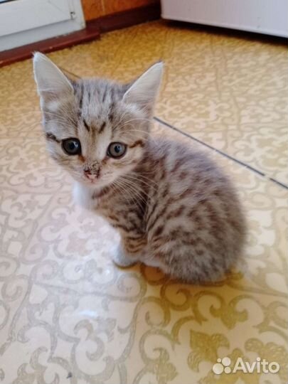 Котенок девочка