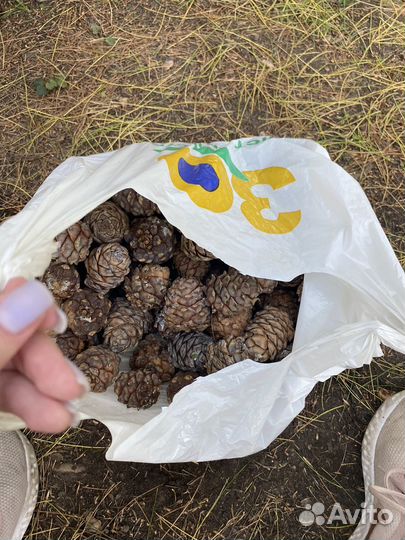 Шишка кедровая