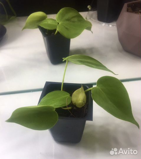 Сциндапсусы, филодендроны