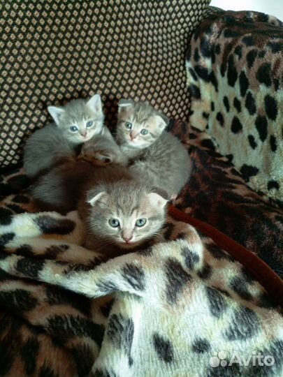 Котята