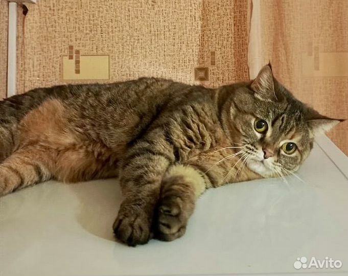 Кошки в добрые руки