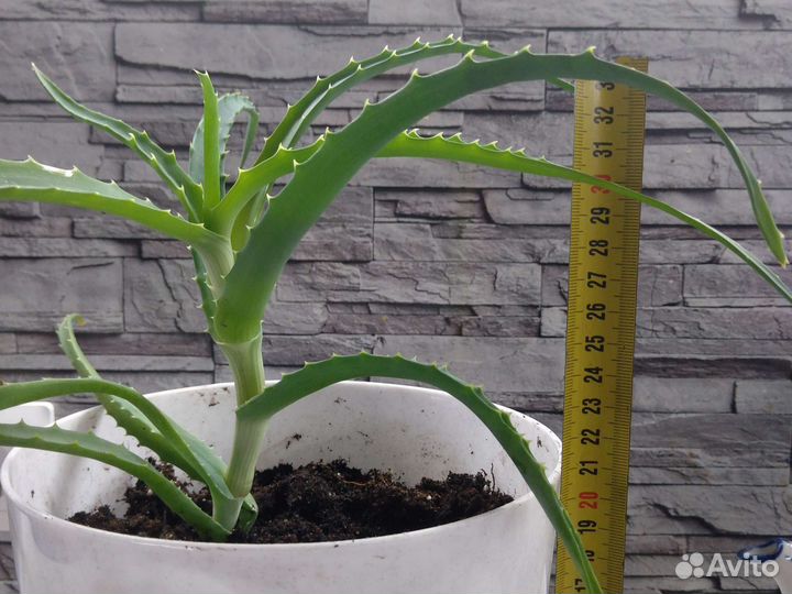 Алоэ.Столетник.Растения в горшках