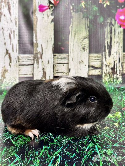 Морские свинки