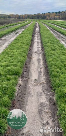 Зкс Сосна сеянцы Ели Лиственницы окс Голуб Горная