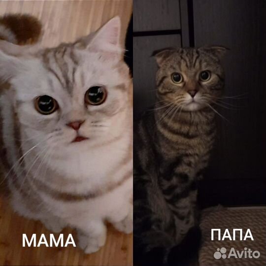 Шотландская вислоухая