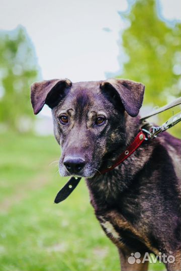 Пес из приюта